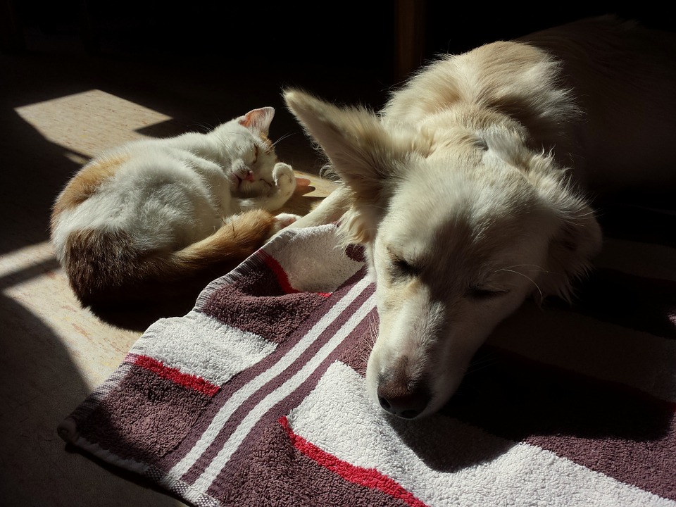PETSmania - Perro y gato durmiendo