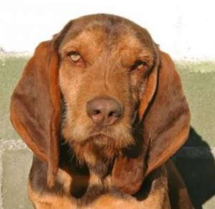 Perro mestizo. Áron. Perro en adopcion que busca casa.