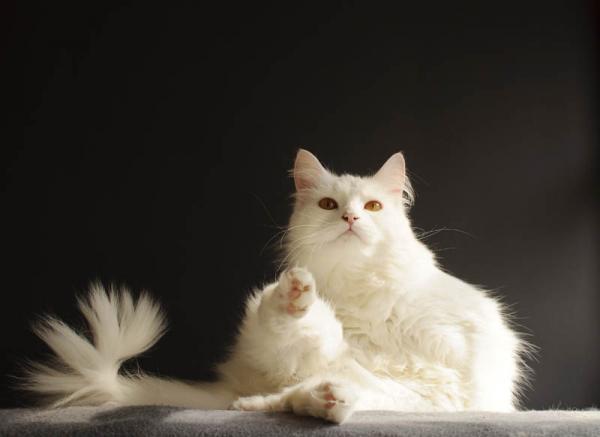 Angora Turco. Angora Turco.