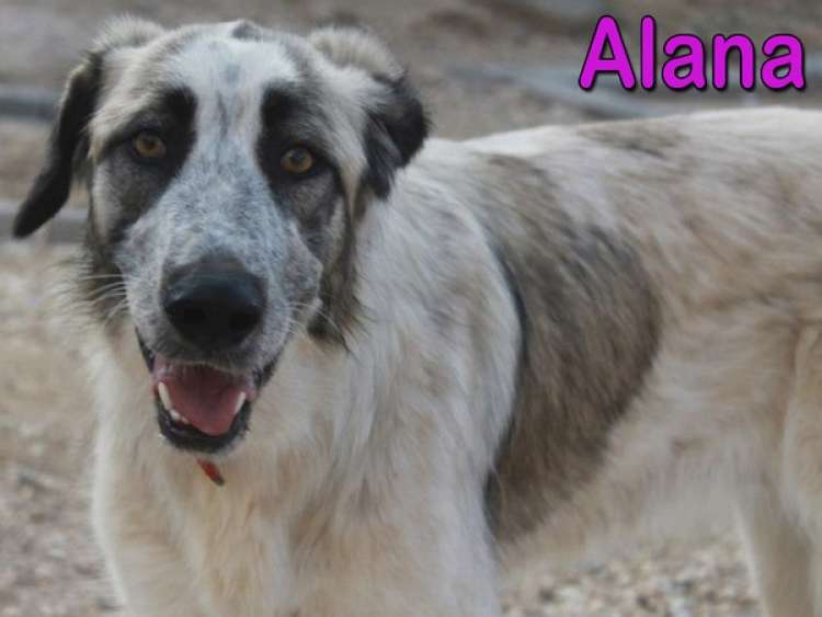 Mastín Napolitano. Alana.