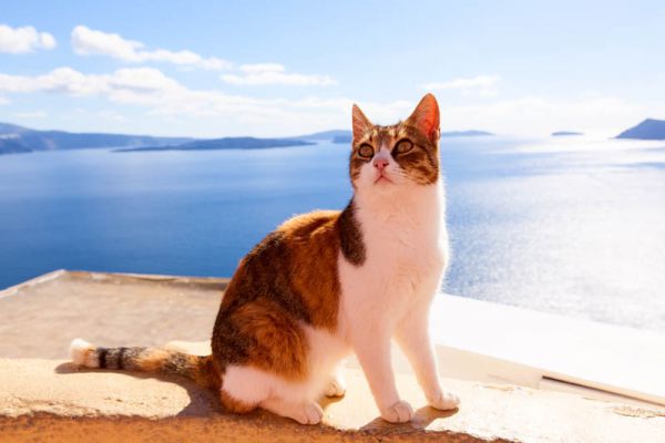 Gato Egeo en las islas griegas