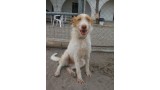 Lys.  Perro en adopcion que busca casa.