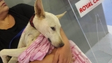 Perro mestizo. Blanca Y Sus Bebés Perro en adopcion que busca casa.