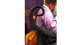 Detalle de la cola del Lebrel Afgano (fotografía modificada) Autor  Pets Adviser