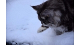 Maine Coon jugando con la nieve