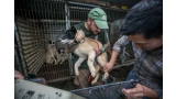 Cachorros rescatados por Humane Society International (FOTO  HSIGlobal)