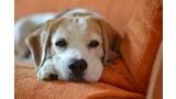 Cachorro de Beagle tumbado en el sofá