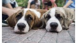 Qué enfermedades producen tos en los perros