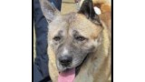 Sapporo.  Perro en adopcion que busca casa.