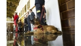 La Unidad Canina de los Bomberos de Zaragoza estará operativa en 1 año