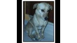 Abril.  Perro en adopcion que busca casa.