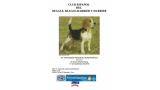 XX NACIONAL MONOGRÁFICA DEL CLUB ESPAÑOL DEL BEAGLE  BEAGLE HARRIER Y HARRIER