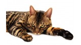 Toyger. 