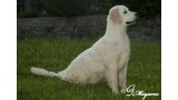 Golden Retriever. Valdelesabeyes Dorjata (Niebla)