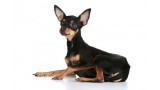 Russian Toy Terrier.