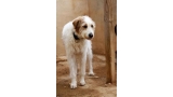 Cooper. Perro en adopcion que busca casa.