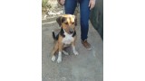 KERO.  Perro en adopcion que busca casa.