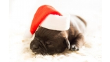 Cachorro con gorro de Papá Noel