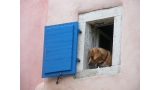 Perro asomándose por la ventana desde una casa