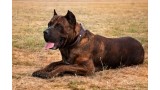 Dogo Canario. 