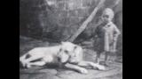 Dogo Canario. La Laguna, 1934 Silueta de macho de manto claro y orejas recortadas.