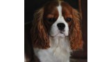 Cavalier King Charles Spaniel. Multi Ch gibr marruecos jr esp pt gentle dam de la geode