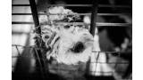 Perro dentro de una jaula