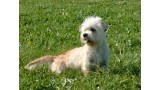 Dandie Dinmont Terrier. Bonfirebuddy