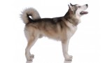 Alaskan Malamute. 