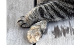 patas de gato