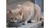Los gatos anteponen el valor nutricional al sabor cuando escogen un alimento.
