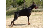 Dobermann. - DANDY DE COVALTA