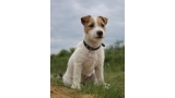 Jack Russell Terrier sentado