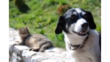 Perro y gato