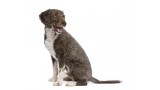 Perro de Agua Español.  Perro de Agua Español.