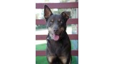 Australian Kelpie. Davepaku Australian Kelpie. Davepaku