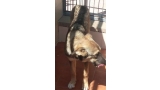 Perro mestizo. Alex.
