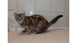 Raina. Gato en adopcion que busca casa.