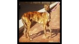 Galgo Español. Rey.  Perro en adopcion que busca casa. Galgo Español. Rey.  Perro en adopcion que busca casa.