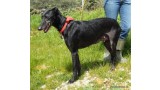 Galgo Español. Grace.  Perro en adopcion que busca casa. Galgo Español. Grace.  Perro en adopcion que busca casa.