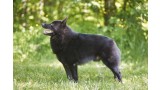 Schipperke.  Schipperke.