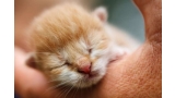 gato recién nacido