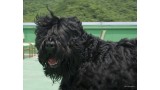 Terrier Negro Ruso. Seongbin Im