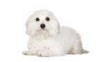 Coton de Tulear. 