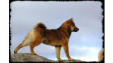 Shiba. Ikki de Canquercus -Iku-