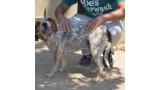 Lola. Perro en adopcion que busca casa.
