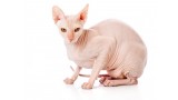 Sphynx.  Sphynx.