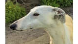 Galgo Español. Vivien.