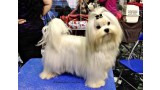 Bichón Maltés. Jr. CH. DÉJÀ VU DE LA XANA ASTUR (SHIN CHAN)