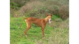 Podenco Canario. 